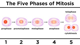 Mitosis How One Cell Becomes Two [upl. by Rowen]