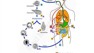 Entamoeba histolytica lecture [upl. by Kinch]