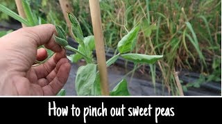 HOW TO PINCH OUT SWEET PEAS FOR LONGER LARGER BLOOMS [upl. by Anuahsat]