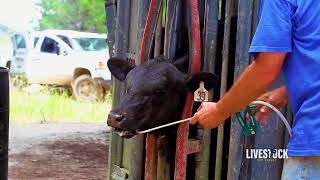 Cattle Deworming Program [upl. by Agn]