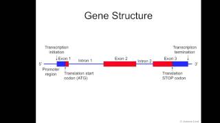 Gene Structure [upl. by Jocelyn]