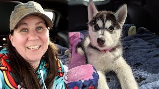 Our New Siberian Husky Puppy [upl. by Noscire394]