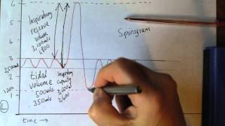 Respiratory system 9 Lung volumes spirogram [upl. by Swee18]