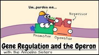 Gene Regulation and the Operon [upl. by Nickolas]