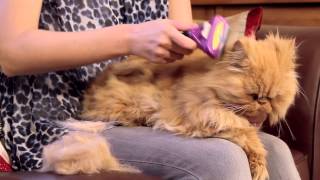 FURminator for Cats Video [upl. by Nace]