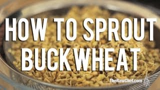 How to Sprout Buckwheat [upl. by Blayze873]