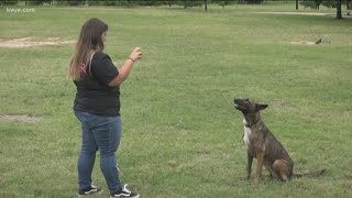 What to do if an aggressive dog approaches you  KVUE [upl. by Rintoul]