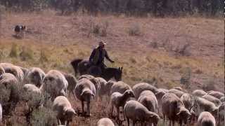 Montana Sheep Drive  Americas Heartland [upl. by Janot]