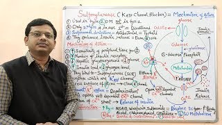 Diabetes Mellitus Part10 Mechanism of Action of Sulfonylurease  Antidiabetic Drugs  Diabetes [upl. by Kcinemod255]