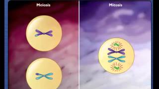 Comparison of Meiosis and Mitosis [upl. by Letnuahc]