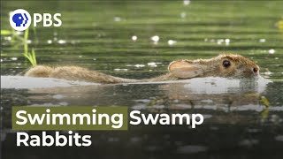 Swimming Rabbits Caught on Camera [upl. by Relyuc]