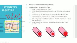 IGCSE BIOLOGY REVISION Syllabus 14 Hormones amp Homeostasis [upl. by Sibella]