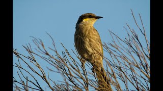 Singing Honeyeater [upl. by Maillliw]