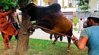 Horn less Bull Ki Qurbani Main Itna Waqt Kyun Laga [upl. by Eannej317]