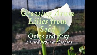 Germinating Arum Lilies from Seed Quick amp Easy Zantedeschia aethiopica [upl. by Lihkin700]