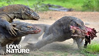 Worlds Deadliest Monster Lizards [upl. by Dloniger]