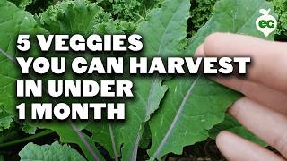 5 Fast Growing Veggies You Can Harvest in Under 1 Month [upl. by Sela]