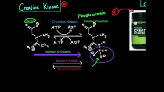 Creatine KinasePhosphagen System [upl. by Llenrup]