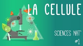 Tout savoir sur la cellule en 6 minutes [upl. by Arretak]