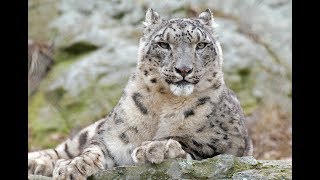 National Geographic Documentary  The Snow Leopard  Wildlife Animals [upl. by Teiv803]