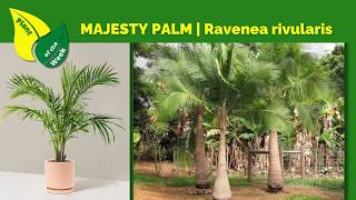 Majesty Palm  Ravenea Rivularis  Tropical Plant for Indoors or Outdoors [upl. by Sugden]