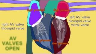 ATRIOVENTRICULAR VALVES IN CARDIAC CYCLE [upl. by Bastien]