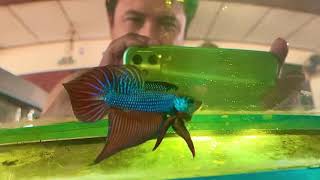 Betta Smaragdina Grade A from Thailand [upl. by Chere]