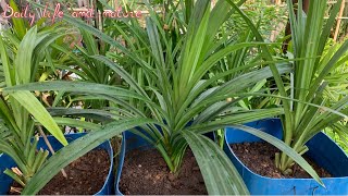 How To Grow Pandan Plant from Cutting at Home Garden  Pandan Growing from Cutting [upl. by Baumbaugh]