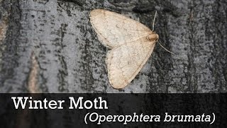 Winter Moth ID [upl. by Fulton]