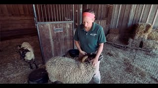 TRADITIONAL 18th Century Sheep Shearing [upl. by Airahs]