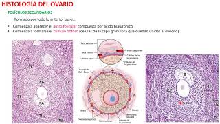 Histología del Ovario [upl. by Ahseneuq527]