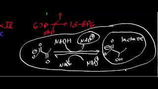 Biochemistry  Lactate Dehydrogenase [upl. by Llerret675]