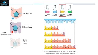 DNA Sequencing By Sanger Method [upl. by Ayek102]