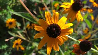 Plant Profile BlackEyed Susan  Rudbeckia fulgida Goldstrum [upl. by Jermayne]