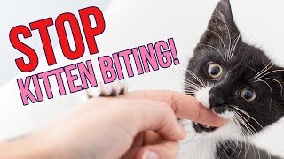 How to STOP Kittens From Biting You 6 Tips [upl. by Ahsim429]