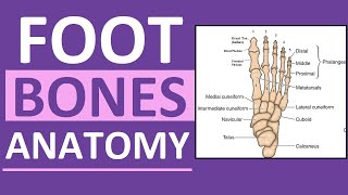 Foot Bones Anatomy Mnemonic Tarsals Metatarsals Phalanges [upl. by Asel320]