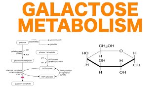 Galactose Metabolism [upl. by Hsiwhem782]