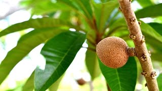 Cultivo de Mamey en HuertasMagaña [upl. by Telracs]