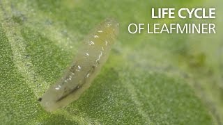 Life cycle of leaf miners [upl. by Vaden332]