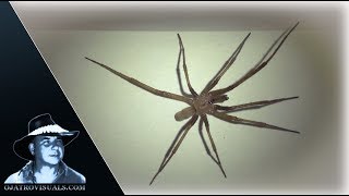 Brown Recluse Spider 01 Footage [upl. by Garret]