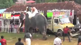 Killer elephant goes berserk trampling Indians at Kerala festival [upl. by Ahselyt334]