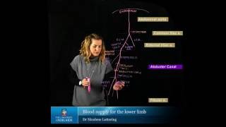 Blood Supply of the Lower Limb [upl. by Annavaig]