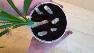 Growing Dracaena Cuttings [upl. by Otrebla589]