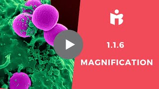 116 Magnification IB Biology [upl. by Esila]