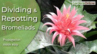 Dividing and RePotting Bromeliads [upl. by Elroy]