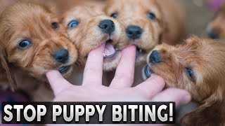 How To STOP Your Puppy From Biting You [upl. by Desberg]