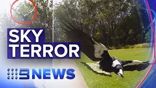 Warnings as magpie swooping season begins  Nine News Australia [upl. by Jenkins]