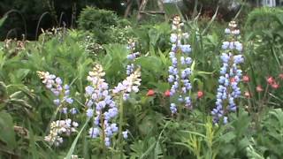 Minnesota Native Plant  Wild Lupine Lupinus Perennis [upl. by Assed]