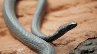 Why Do Venomous Animals Live In Warm Climates [upl. by Dumm]