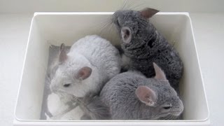 Chinchilla Dust Bath Tutorial [upl. by Leopold]